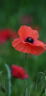 Red poppy in focus with blurred green background.