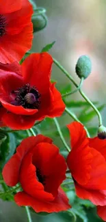 Vibrant red poppies with green stems and leaves.