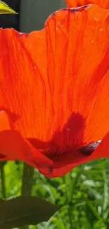 Close-up of a vibrant red poppy flower in sunlight.