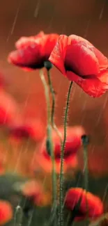 Red poppy flowers in rain with blurred background.