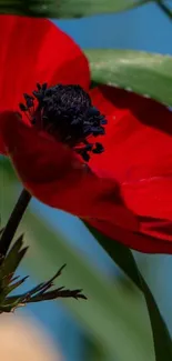 Vibrant red poppy with green leaves under a bright blue sky background.