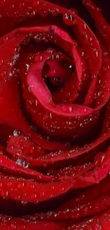 Close-up of a dewy red rose for mobile wallpaper.