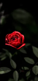 Vibrant red rose against black background, with green leaves.