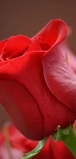 Vibrant red rose in full bloom with soft background.