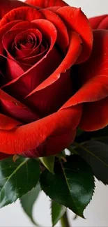 Close-up of a vibrant red rose with green leaves.