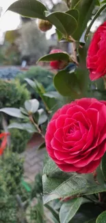 Vibrant red rose blooming in lush garden setting.