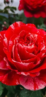 Vibrant red rose bloom with green leaves background.