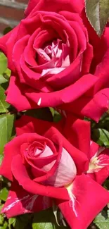 Vibrant red roses with green leaves in a garden setting.