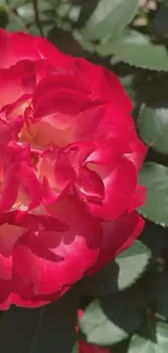 Bright red rose with green leaves wallpaper.