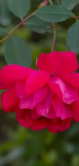 Close-up of a vibrant red rose with lush green leaves.