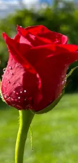 Close-up of a dewy red rose against a green background.