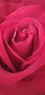 Close-up of a vibrant red rose with lush, detailed petals.