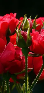 Vibrant red roses in bloom against a dark background.