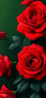 Vibrant red roses with green leaves wallpaper.