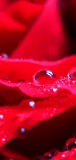 Close-up of red rose petals with dewdrops, vibrant and elegant.