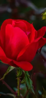 Close-up of a vibrant red rose with delicate petals.