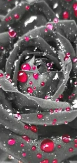 Close-up of a red rose with dewdrops on monochrome background.