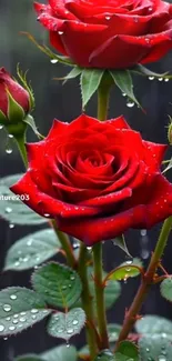Vibrant red rose with raindrops on petals in close-up view.