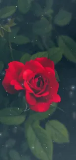 Dark green leaves and vibrant red rose mobile wallpaper.