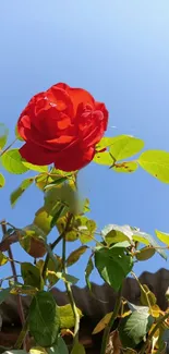 Vibrant red rose set against a blue sky, ideal for phone wallpaper.