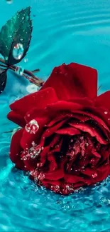 A vibrant red rose floating on blue water.