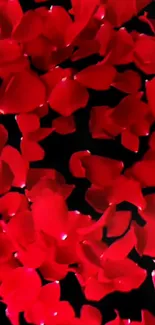 Vibrant red rose petals scattered on a dark background.