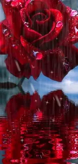 Vibrant red rose with raindrop reflection on water.