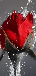 Vibrant red rose with water splashes, creating an artistic mobile wallpaper.