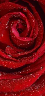 Close-up of a vibrant red rose with glistening water droplets on petals.