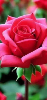 Close-up of a vibrant red rose with green leaves in a natural setting.