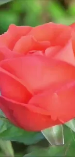 Close-up of a vibrant red rose with lush green leaves.