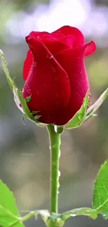 A stunning red rose with dew on its petals.