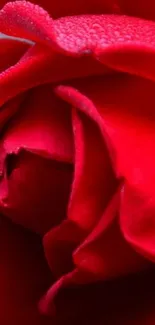 Close-up image of a vibrant red rose with dewdrops on petals.