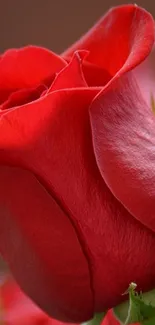 Close-up of a vibrant red rose with detailed petals.