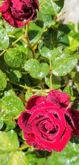 Vibrant red rose with dew on green leaves.