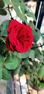 Close-up of vivid red rose with green leaves.