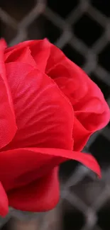 Close-up of a vibrant red rose with a dark, textured background.