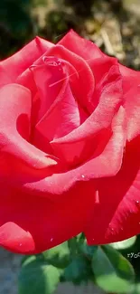 Vibrant red rose blooming in sunlight.