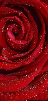 Close-up of a vibrant red rose with delicate dewdrops.