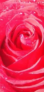 Close-up of a vibrant red rose with water droplets on petals.