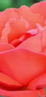 Close-up of a vibrant red rose bloom.