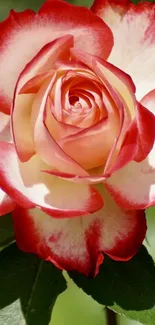 Vibrant red rose with green leaves on a sunny background.