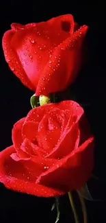 Two vibrant red roses with dew on a black background mobile wallpaper.