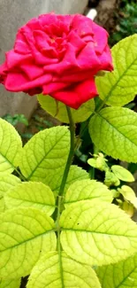 Red rose with green leaves in vibrant nature scene.