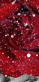 Close-up of a vibrant red rose with dewdrops and a blurred background.