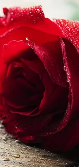 A closeup of a vibrant red rose with water droplets on a wooden surface.