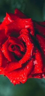 Close-up of a vibrant red rose with dewdrops.