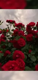 Blooming red roses against a cloudy sky.