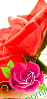 Bright red rose bloom with morning text.