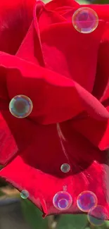 Close-up of a vibrant red rose with lush green leaves.